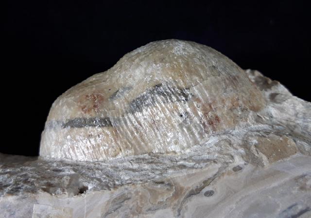 Reticulatia praeuralensis STEPHANOV 1948 - Bild © FossNet FossilienStore